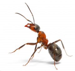 Bekæmpelse af myrer