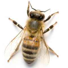 Bekæmpelse af jordbier