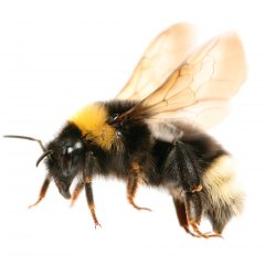 Bekæmpelse af humlebier